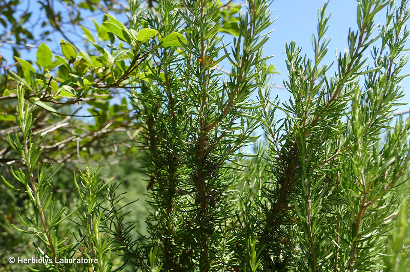 Romarin - Plante fraîche bio - Herbiolys Laboratoire